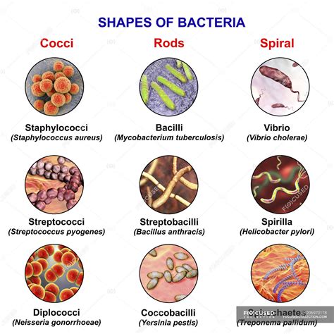 Illustration of different shapes of bacteria: spherical, rod-like and ...
