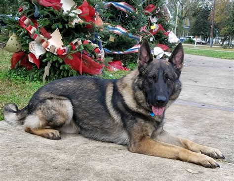 Retired Hammond Police Department K-9 officer dies | WGNO.com