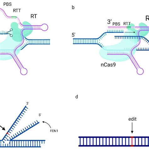 Image result for Prime Editing