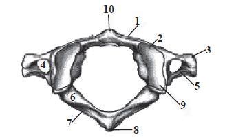 Image result for Vertebrae Alignment
