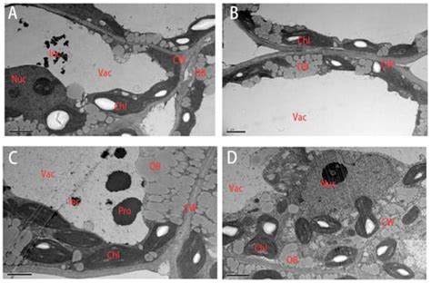 Rapeseed Morpho-Physio-Biochemical Responses to Drought Stress Induced ...