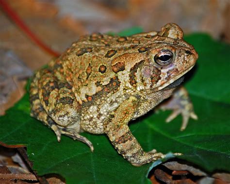 American Toad