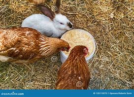 Image result for Easter Bunny Chicken