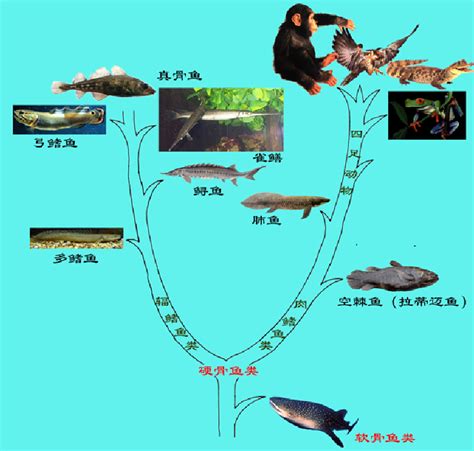 “从鱼到人”有了关键证据！四亿年前，我们的祖先爬上了陆地_腾讯新闻