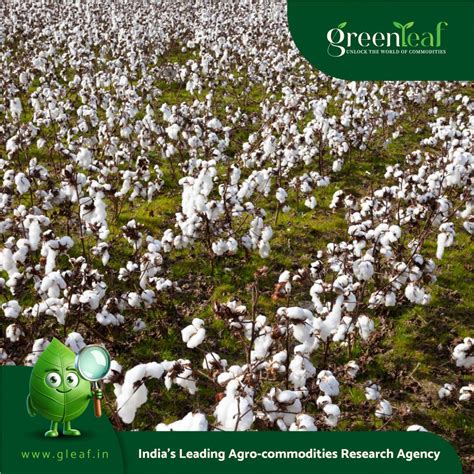 Cotton Cultivation Conundrum: Stability in South, Decline in North, and ...