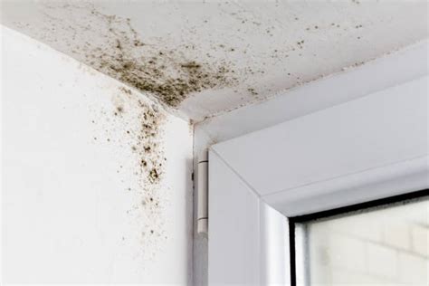 Image result for Mold Testing Santa Barbara