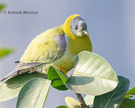 Yellow-footed Green Pigeon,હરીયલ