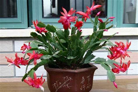 室内养的花,室内植物墙,室内观叶植物100种_大山谷图库