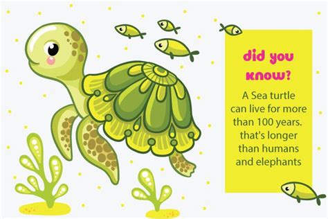 Sea Turtle Fun Facts 的图像结果