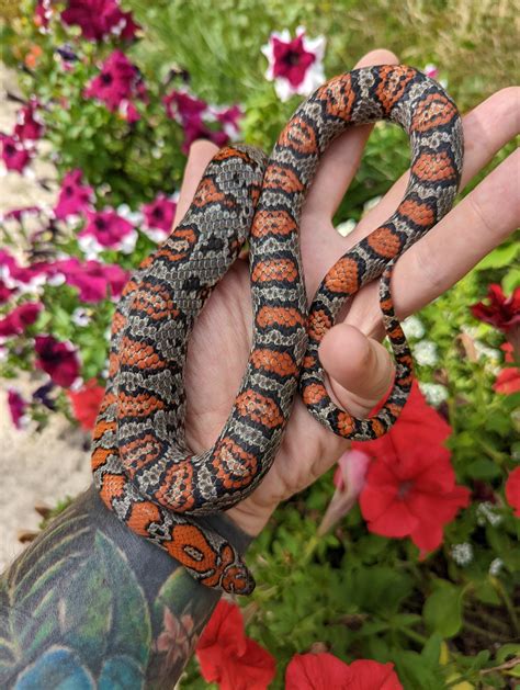 Mexican King Snake Wallpaper Desert Kingsnake, New Mexico