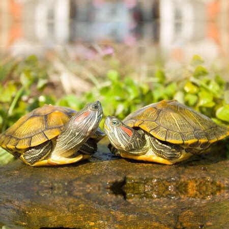 Buy Easy Meng Gold Brazilian Turtle Live Colored Turtle Miao Live Pet ...