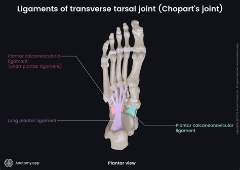 Plantar Vs Tarsal