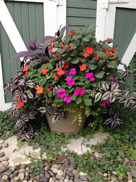 Shade Loving Flowering Shrubs For Pots at Mackenzie Joey blog