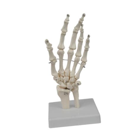 ⚡️Buy Maxbell Hand Joint Model Lightweight Skeleton Model for Teaching ...