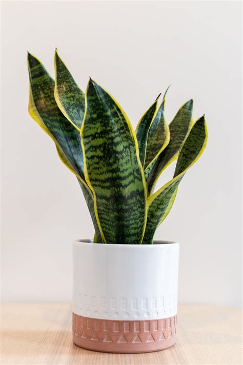 The best desk plants – 8 plants for your home office | Livingetc