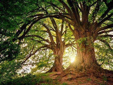 Large Tree Root Trimming 的图像结果