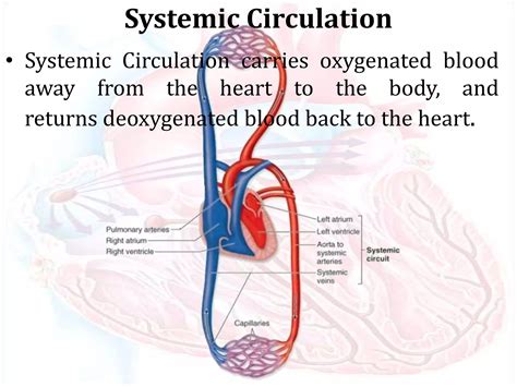 Pulmonary and systemic circulation | PPSX