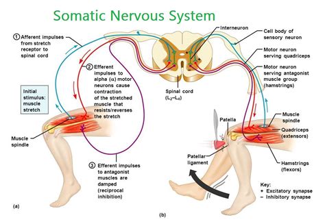 Image result for Somatic Nervous System Function