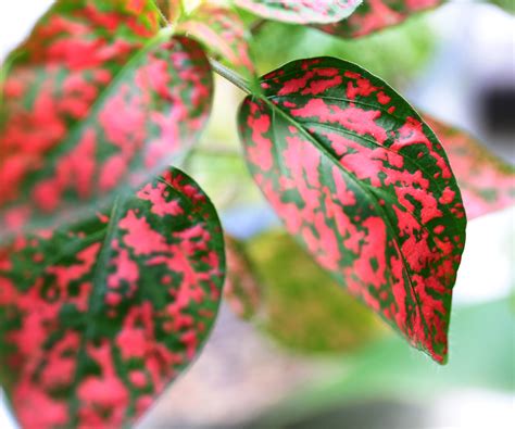 Polka dot plant care guide: 5 expert tips on this houseplant | Homes ...