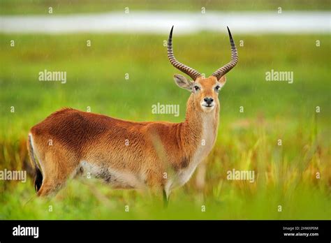 Image result for Encoder Input Dim Diffusion Models