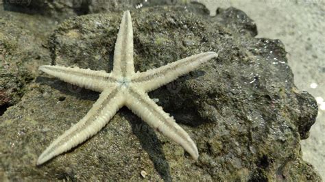 estrella de mar, marina animales, invertebrados, asteroidea, filo ...