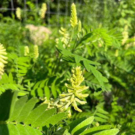 Canada Milk Vetch Seed - Astragalus canadensis