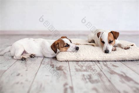 揭秘狗狗會「睡趴」的原因 6種「汪星人常見睡姿」讓你更瞭解愛犬 - 寵物星人的秘密基地