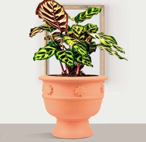 Lasaki Oreo Flower Ceramic Pot for Indoor Plants, Home Décor & Outdoor ...