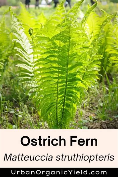 Image result for Fern Types