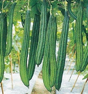 Golden Hills Farm 50 seeds Ridge Gourd Hybrid Vegetable Seeds -Tori ...
