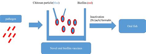 Protective Efficacy of Novel Oral Biofilm Vaccines against ...