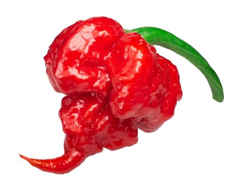 Carolina Reaper: Scoville, Where To Buy & Grow Guide