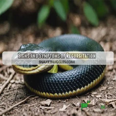 Regurgitates Python 的图像结果