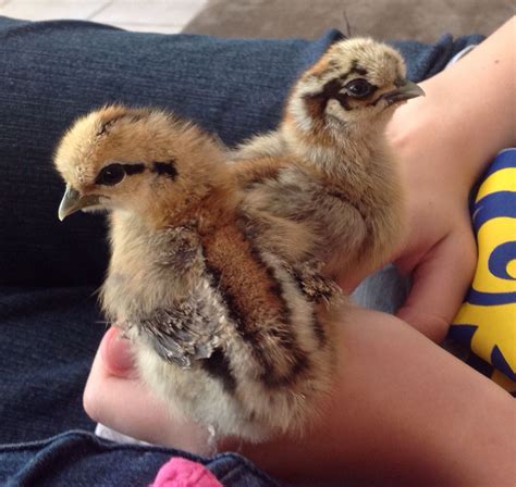 Lovely Partridge Silkie Chicks | Silkie chickens, Silkies, Chickens