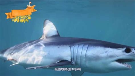 巨齿鲨VS虎鲸，16米的巨齿鲨能否杀死10米的虎鲸，它们谁厉害？