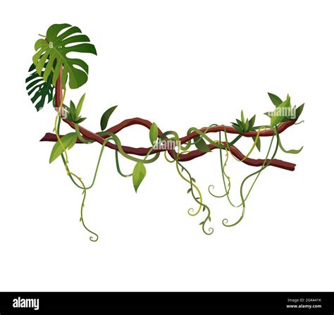 Illustration Of Vine And Branches