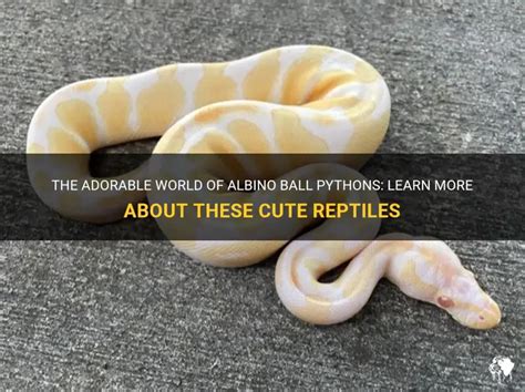 Image result for ball python albino