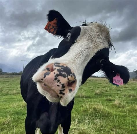 Pin by Lukas on Cooows | Cows funny, Funny cow pictures, Cute baby cow