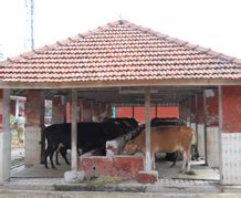 Livestock:: Cattle:: HousingAnimal Husbandry :: Home