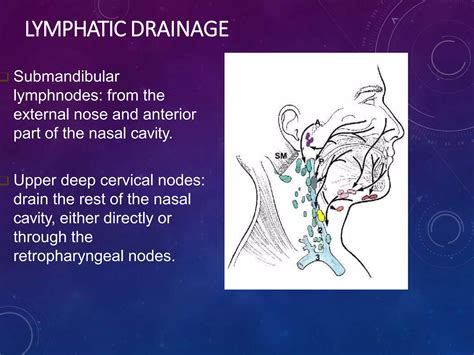 Nose and para nasal sinus meher | PPTX
