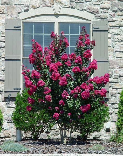 Tall Flowering Shrubs For Full Sun at Gabriella Raiwala blog
