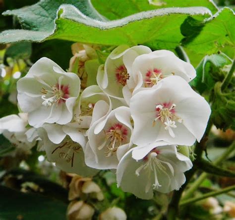 Dombeya Burgessiae – Growcerys