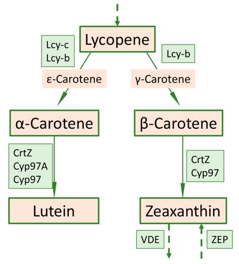 Mutation Associated with Orange Fruit Color Increases Concentrations of ...