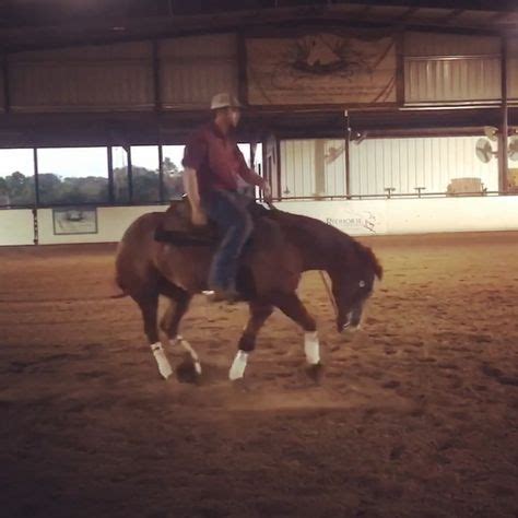 Image result for Reining Tutorials