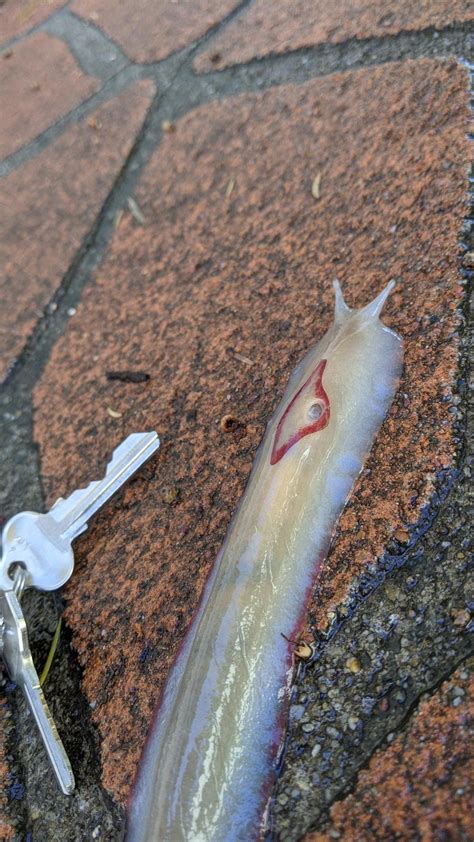 Epic slug out after the rain, SE Queensland Australia : r/whatsthisbug