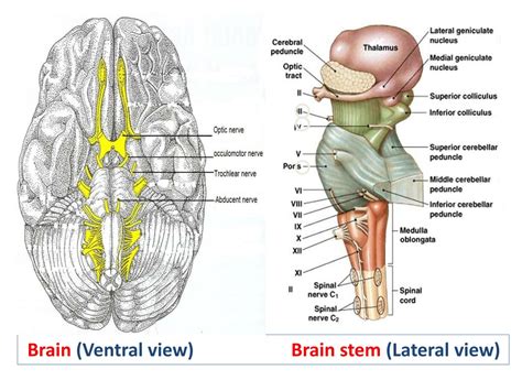 PPT - The Cranial Nerves 2,3,4,6 PowerPoint Presentation, free download ...