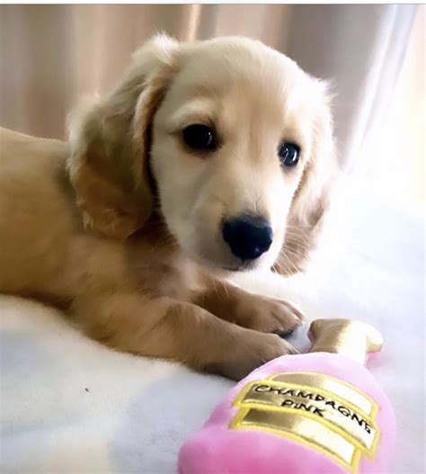 English Cream Miniature Dachshund Puppies - Crème of the Crop ...