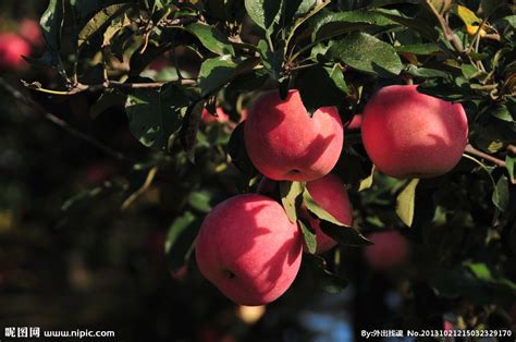 新鲜的红苹果图片-新鲜的红苹果白色隔离素材-高清图片-摄影照片-寻图免费打包下载