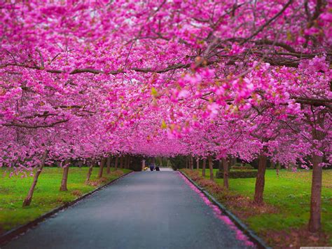 Spring Computer Backgrounds 的图像结果