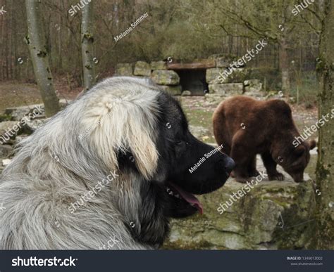 9 imágenes de Dog sharr - Imágenes, fotos y vectores de stock ...